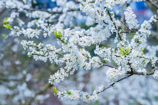 a blooming garden representing growth